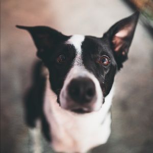 Meet your Posher, Ella